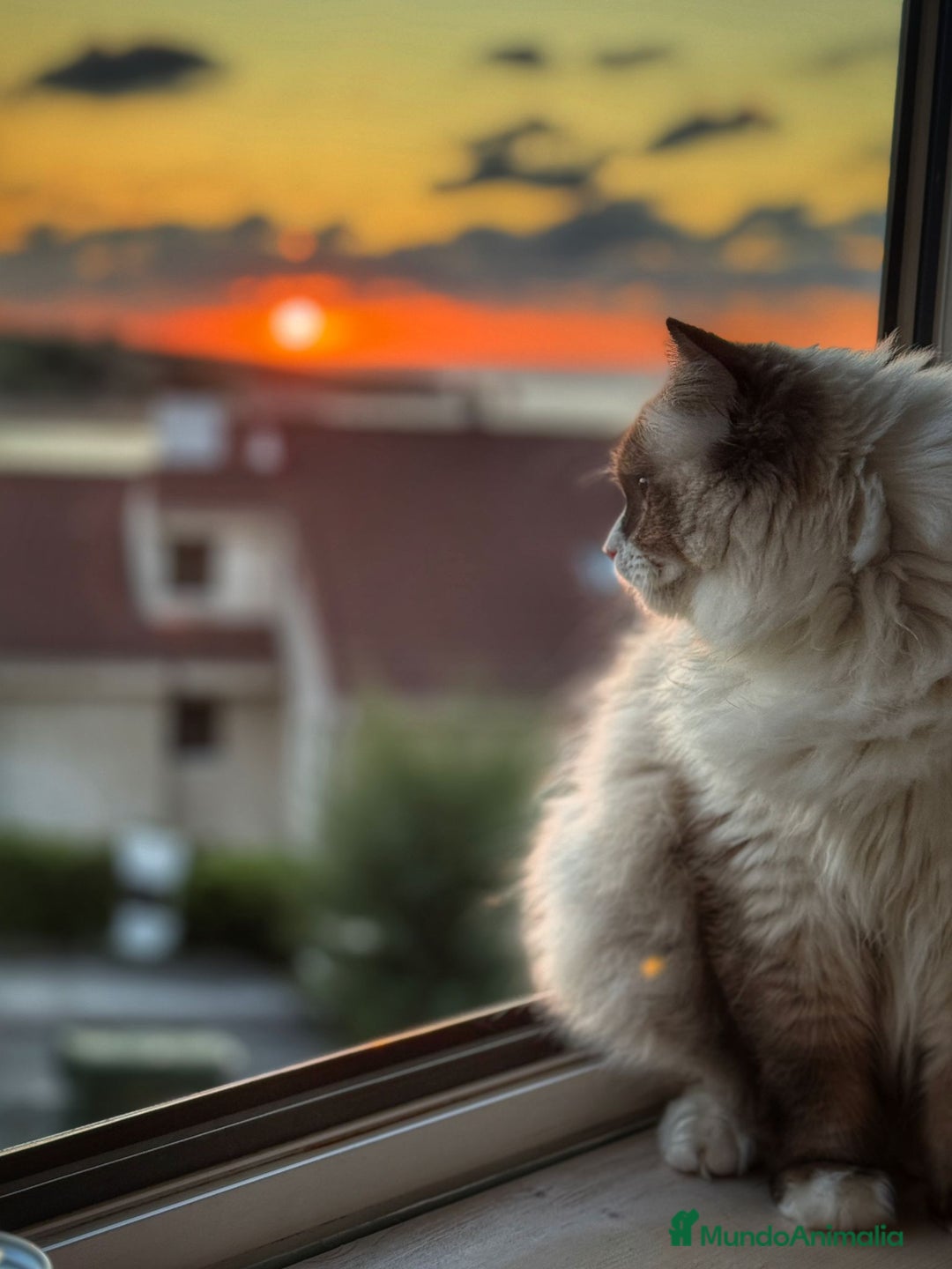 Ragdoll gatos en venta: Ragdolls - Imagen 4