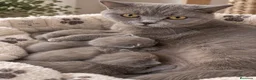 Británico de Pelo Corto gatos en venta: BRITISH SHORTHAIR LILAC 🐱💜 - Anuncio 1
