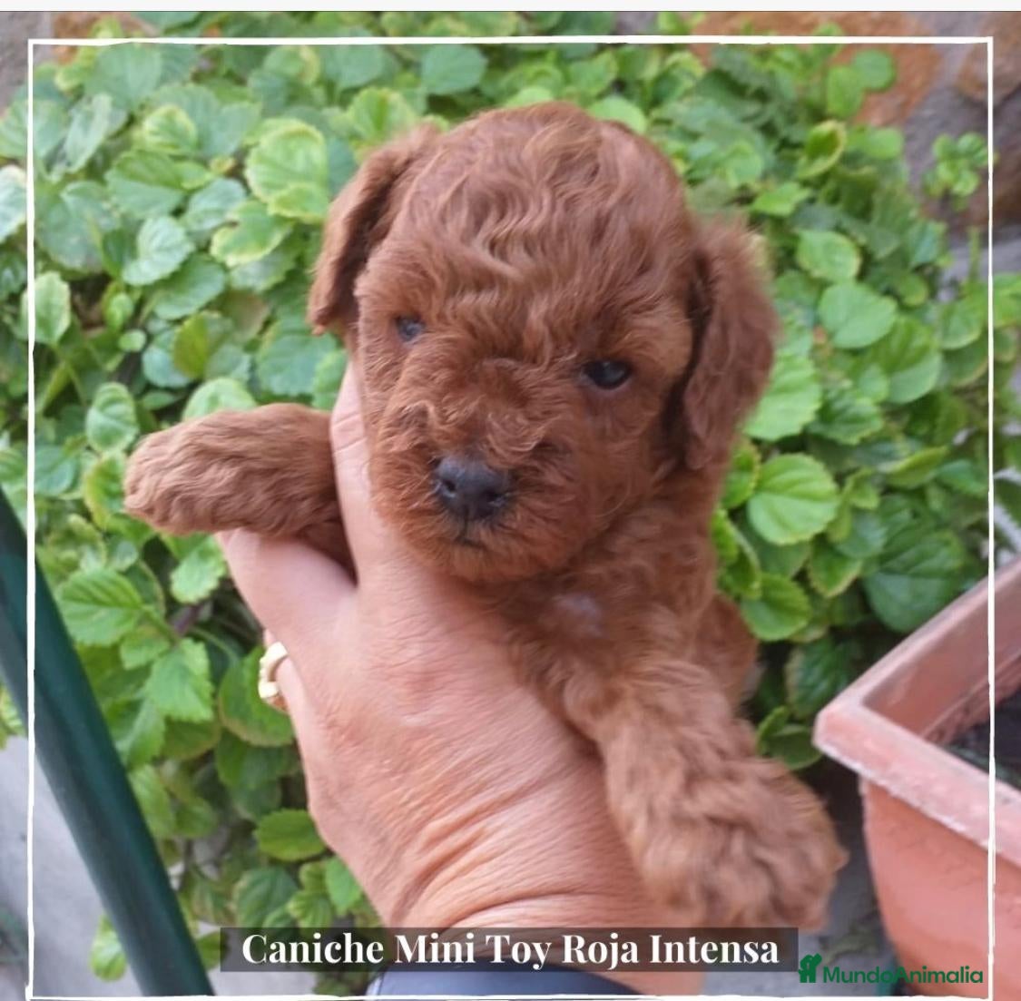 Caniche Toy perros Camada de Caniche de padres toy en Madrid - Anuncio 10