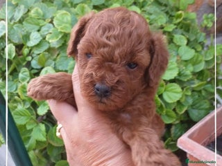 Caniche Toy perros en Madrid - Anuncio 4