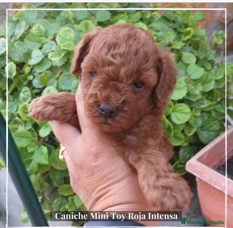 Caniche Toy perros en Madrid - Anuncio 6