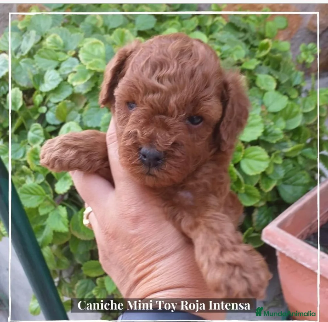 Caniche Toy perros en venta: Camada de Caniche de padres toy en Madrid - Anuncio 1