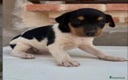 Ratonero Bodeguero Andaluz perros en venta: Macho bodeguero - Imagen 3
