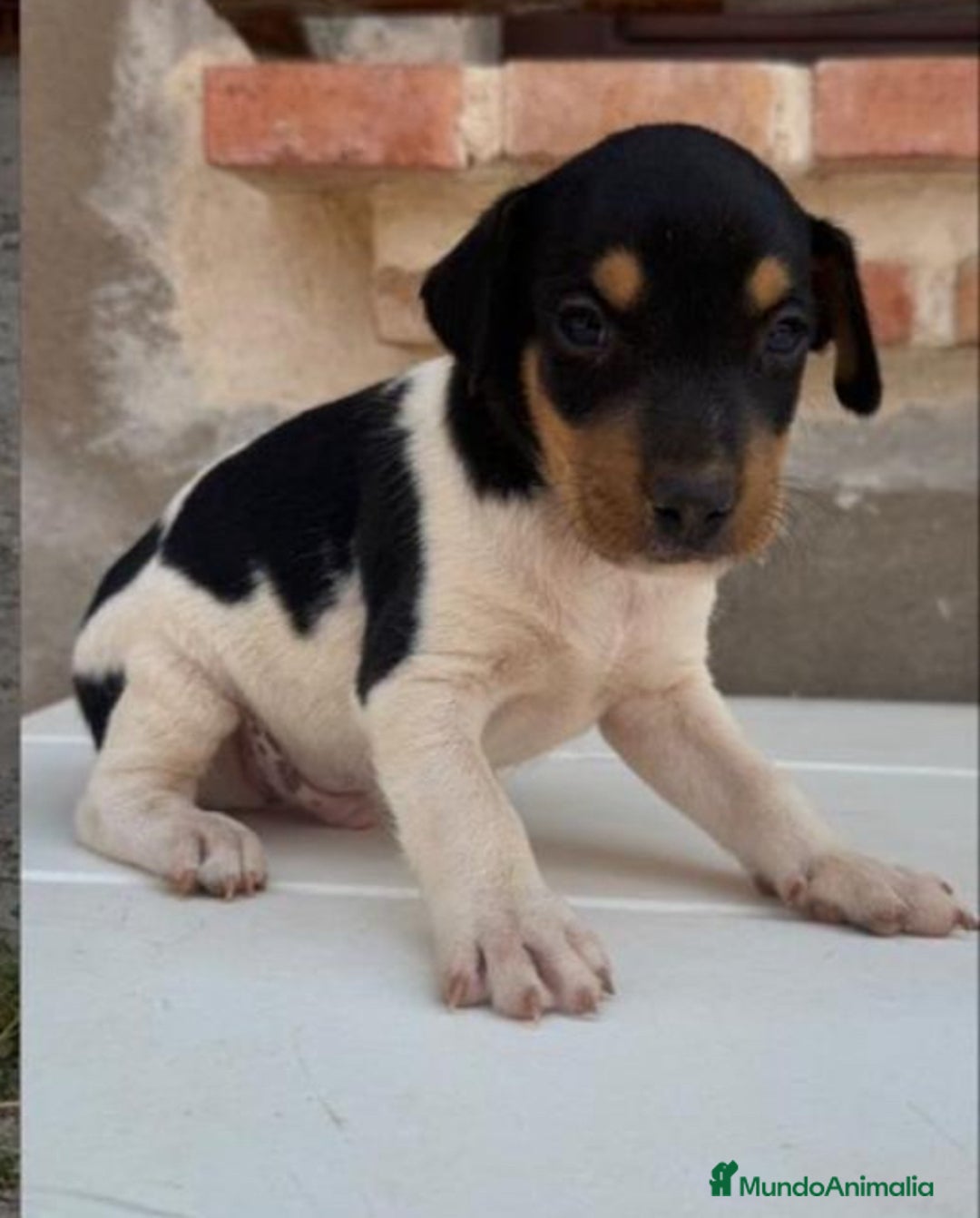 Ratonero Bodeguero Andaluz perros en venta: Macho bodeguero - Imagen 3