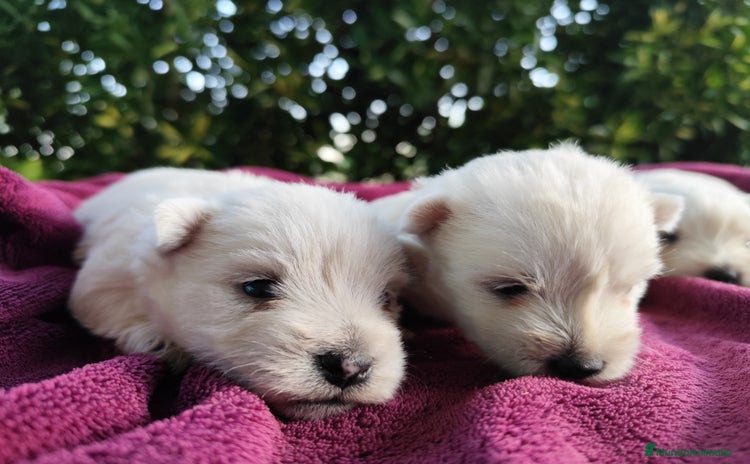 West Highland White Terrier perros - Anuncio 8