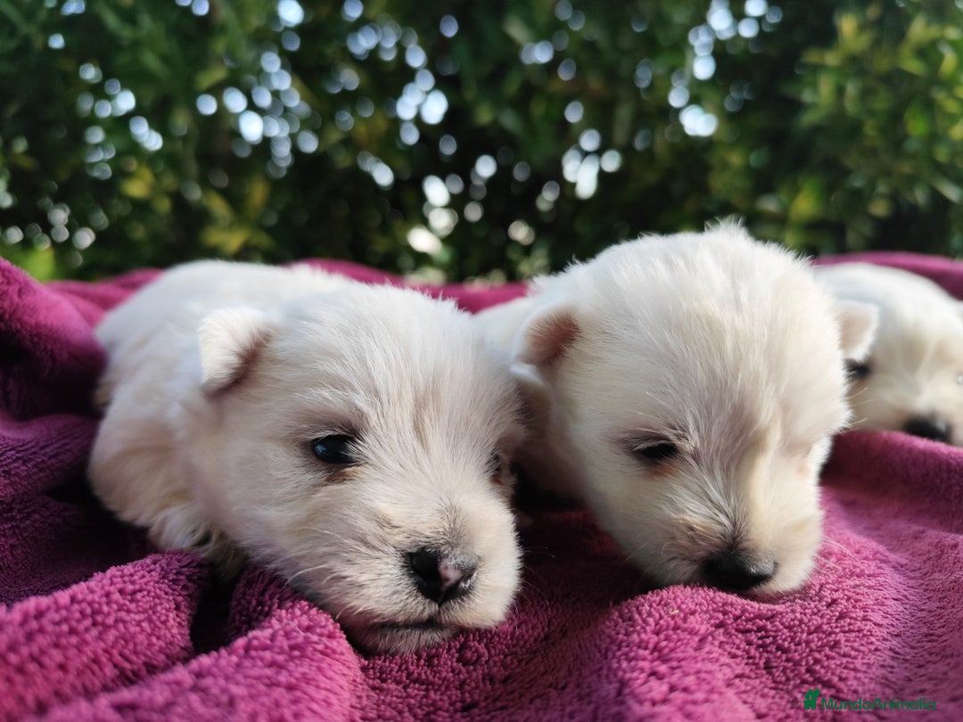 West Highland White Terrier perros en venta: West highlights White Terrier  - Imagen 1