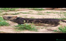 Bengalí gatos en venta: Gatos bengali en Murcia - Imagen 12