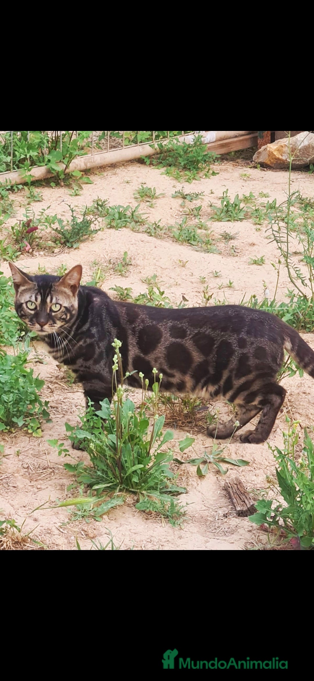 Bengalí gatos en venta: Gatos bengali en Murcia - Imagen 12