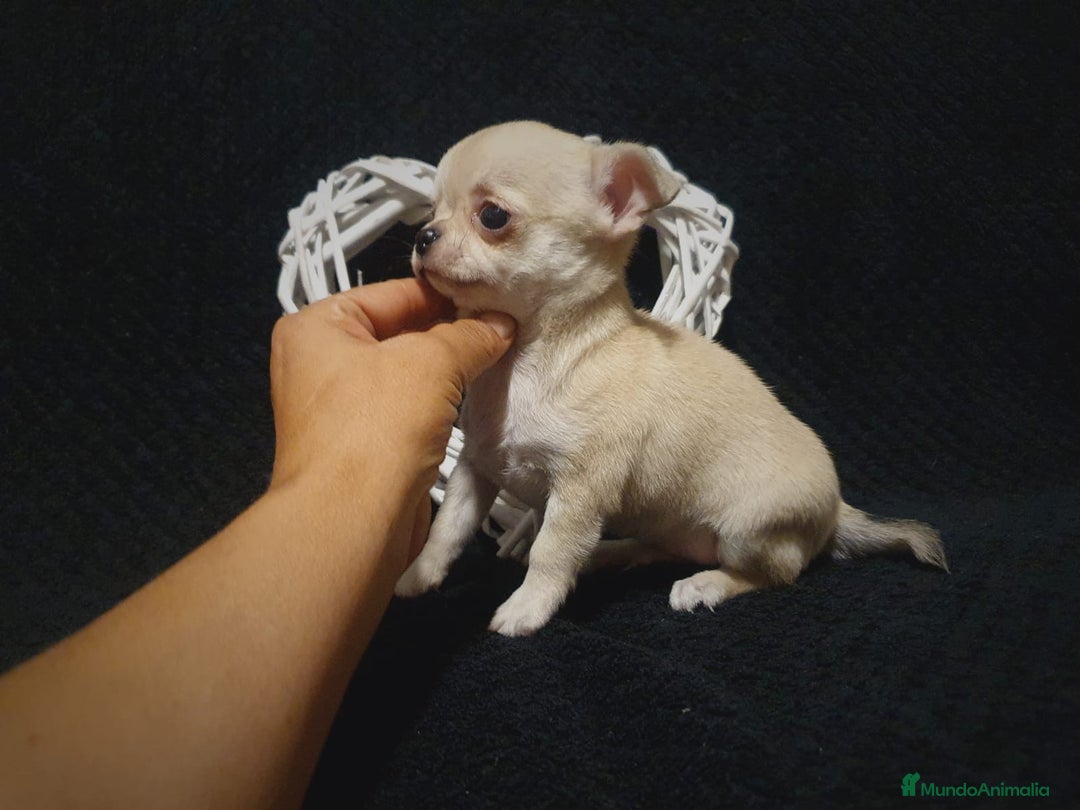 Chihuahua perros en venta: Chiguagua - Imagen 2