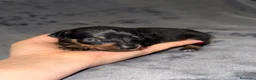 Pinscher Miniatura perros en venta: Pinscher miniatura - Anuncio 31