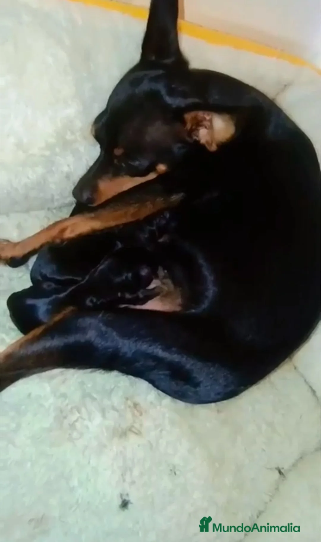Pinscher Miniatura perros en venta: Camada de Mini Pinscher - Anuncio 2