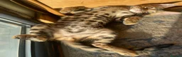 Bengalí gatos en venta: Hembra Bengalí Brown Spotted Tabby - Anuncio 4