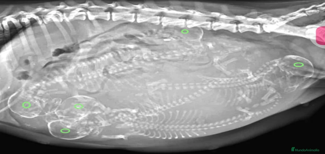 Imagen de galería {{count}}