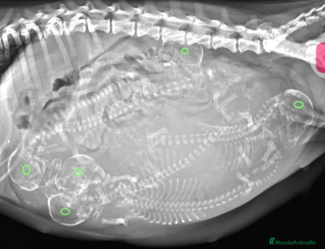 Imagen de galería {{count}}