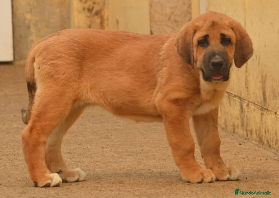 Mastín Español perros Mastín español en Zamora - Anuncio 2