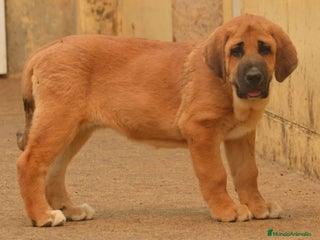 Mastín Español perros en Zamora - Anuncio 5