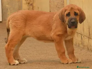 Mastín Español perros Mastín español en Zamora - Anuncio 5