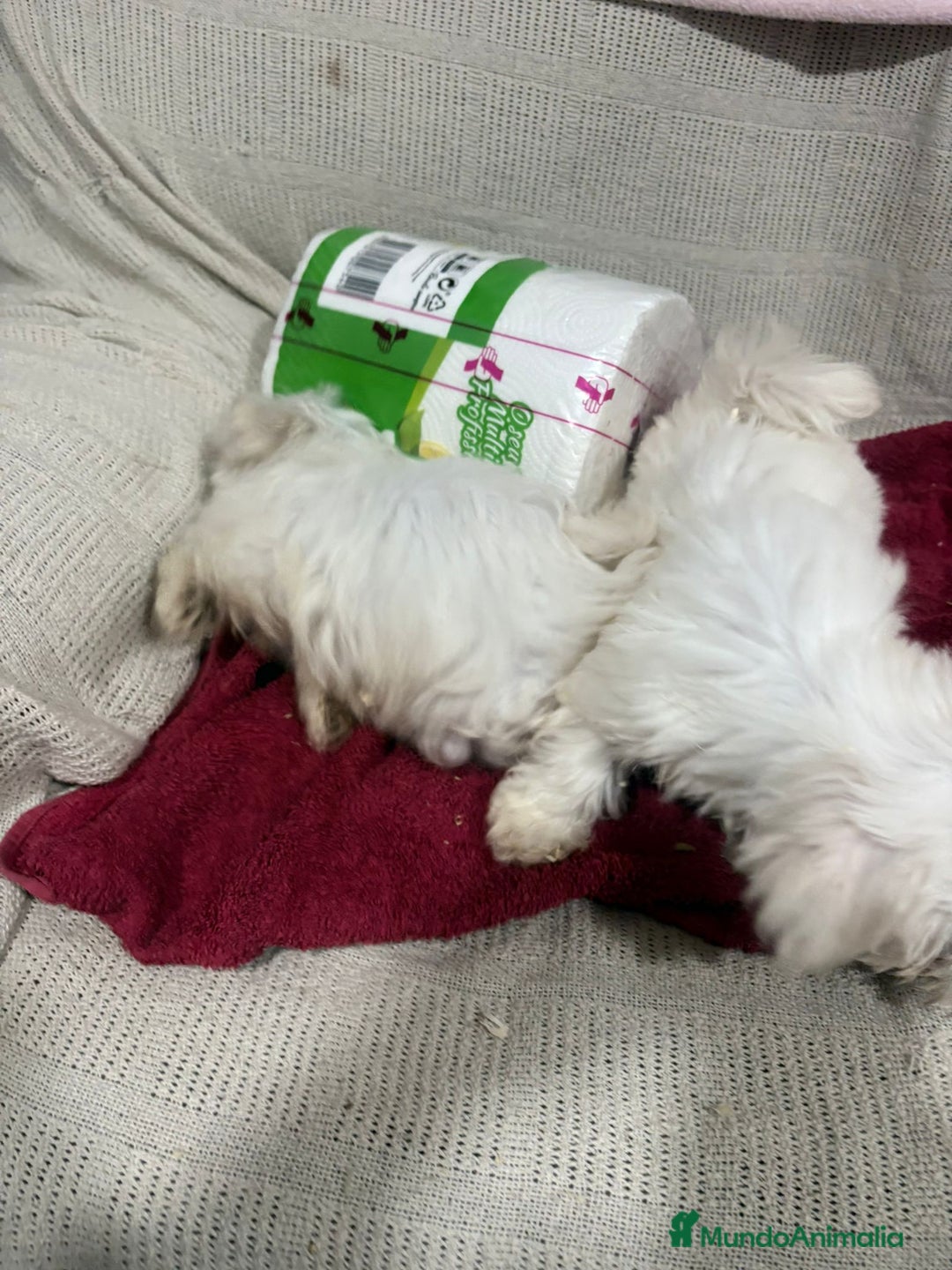 Bichón Maltés perros en venta: Bichon maltés toy  - Anuncio 4