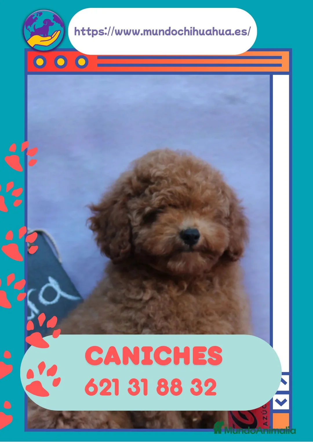 Caniche Enano perros en venta: Caniches enanos rojos y apricot🐩 - Anuncio 1
