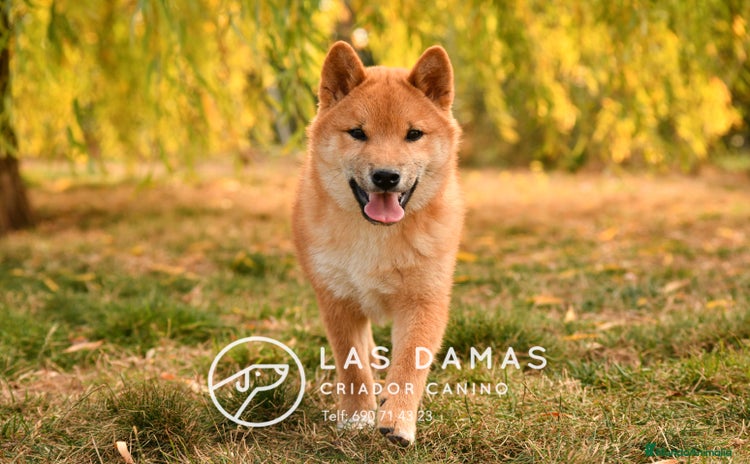 Shiba Inu perros SHIBA INU DISPONIBLES - Anuncio 2