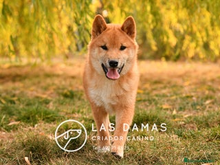 Shiba Inu perros SHIBA INU DISPONIBLES - Anuncio 28