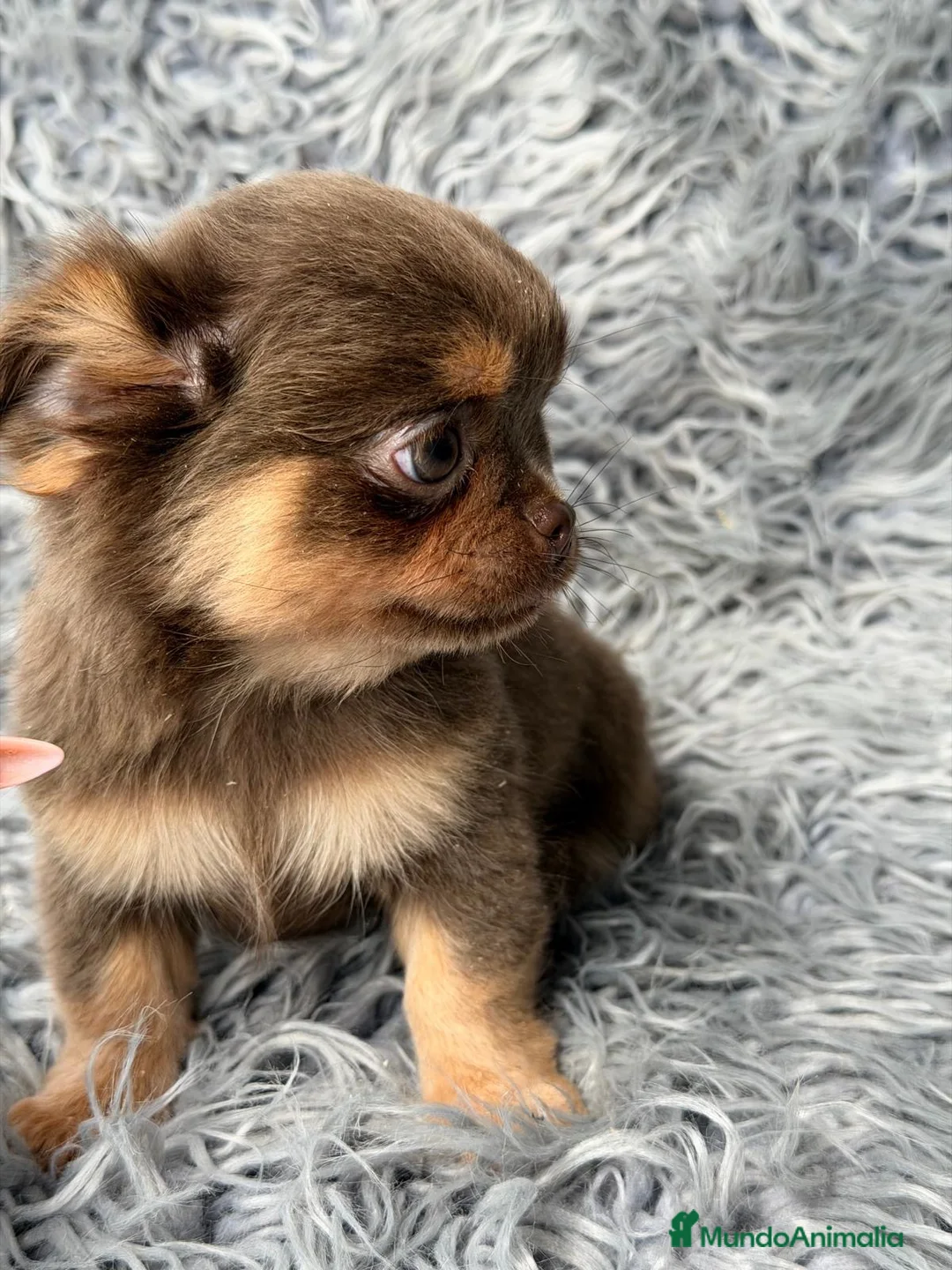 Chihuahua perros en venta: Chihuahua macho pelo largo🐾 - Anuncio 2