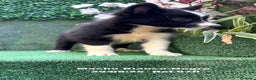 Border Collie perros en venta: Border Collie - Anuncio 35