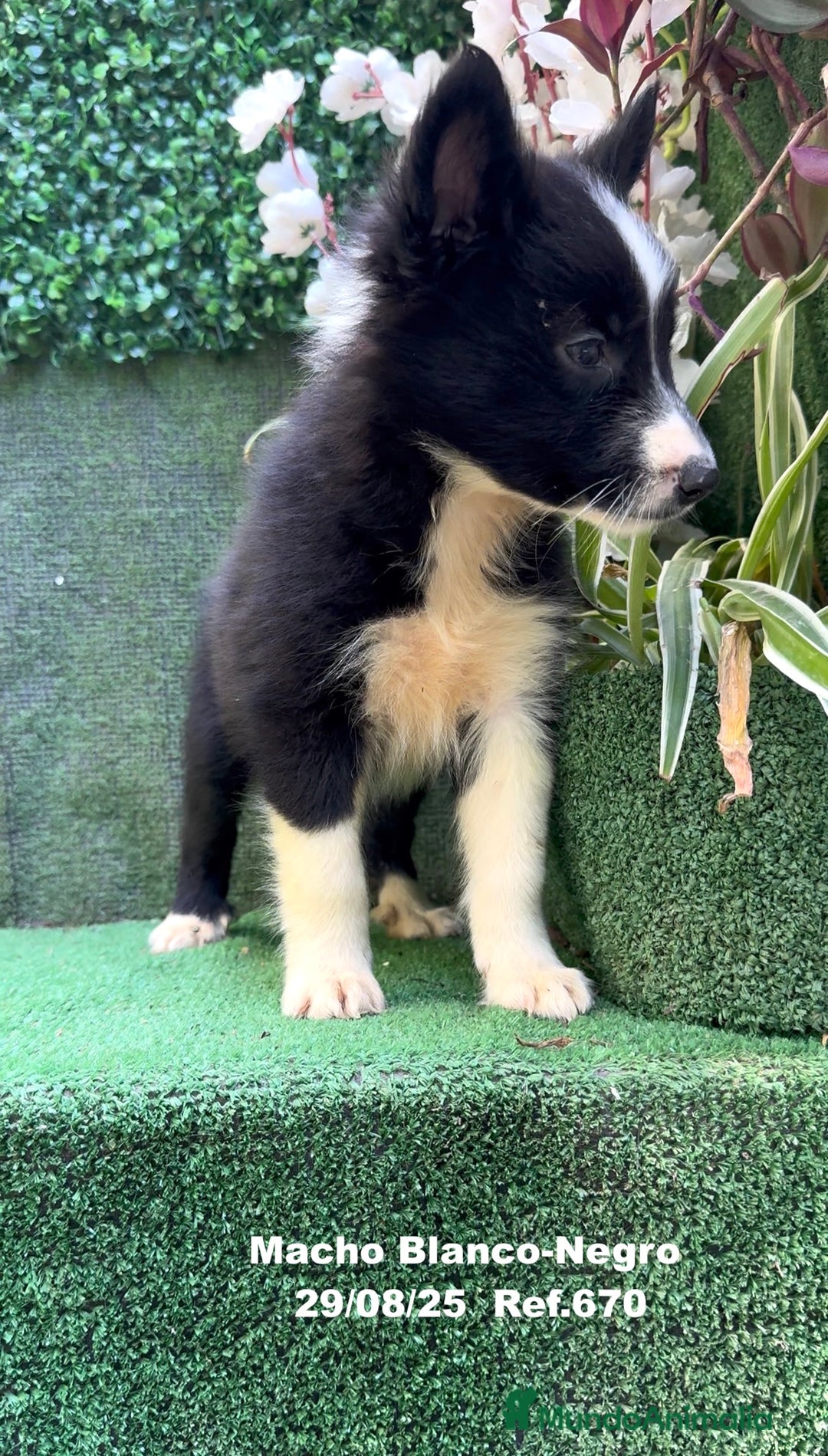 Border Collie perros en venta: Border Collie - Imagen 35