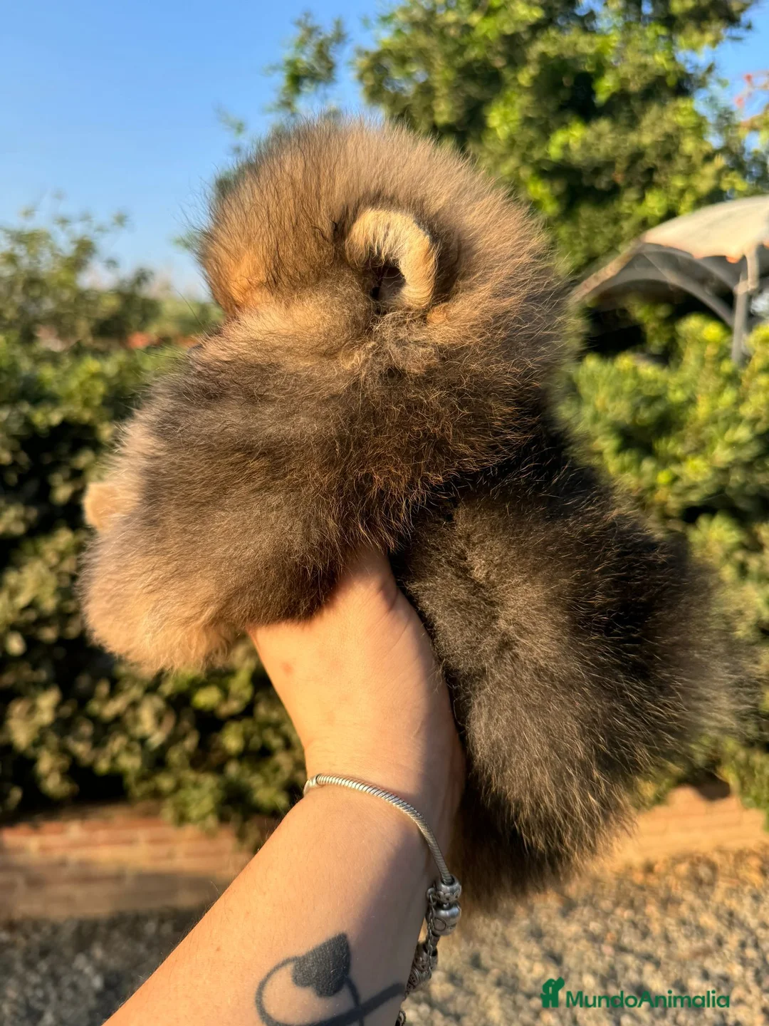 Pomerania perros en venta: AUTENTICOS POMERANIA, LOS MAS MINIATURAS. en Málaga - Anuncio 11