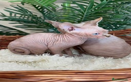 Sphynx gatos en venta: Gatitas sphynx  - Anuncio 9