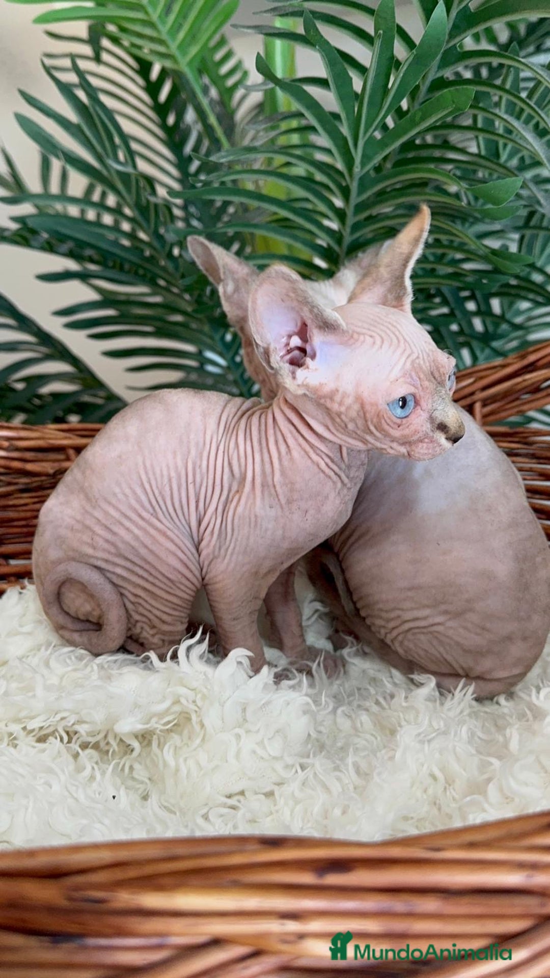 Sphynx gatos en venta: Gatitas sphynx  - Anuncio 9