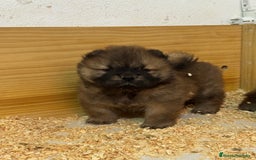 Chow Chow perros en venta: Chow chow Los Granadillos  - Imagen 2