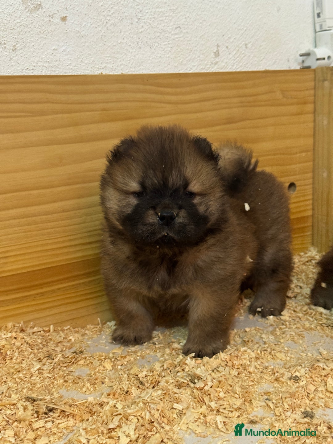 Chow Chow perros en venta: Chow chow Los Granadillos  - Imagen 2