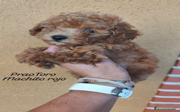 Caniche Toy perros en venta: Cachorritos caniche Rojo ❤️ TOY - Imagen 9
