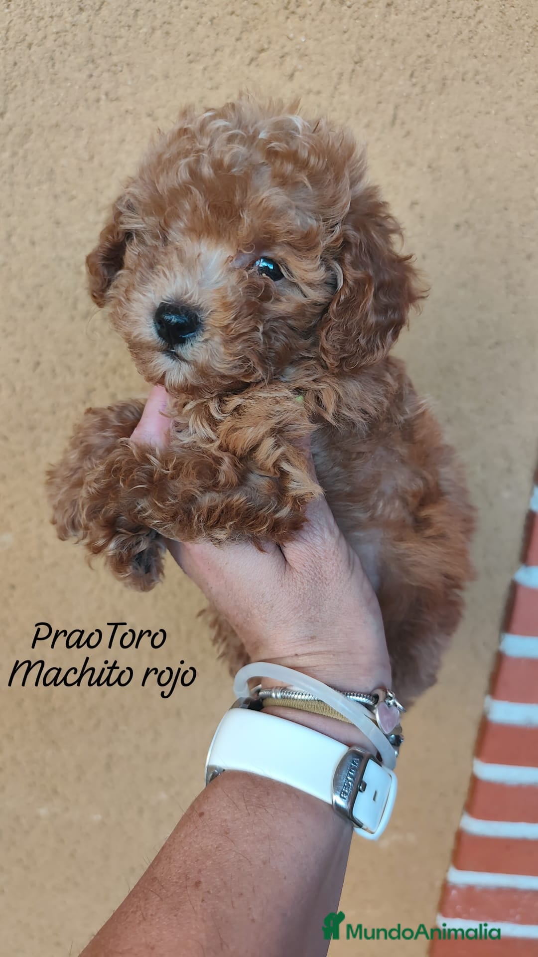 Caniche Toy perros en venta: Cachorritos caniche Rojo ❤️ TOY - Imagen 9