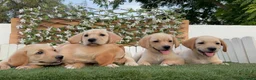 Labrador Retriever perros en venta: LABRADOR RETRIEVER - Anuncio 7