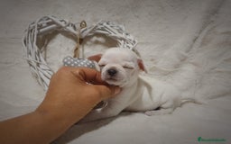 Chihuahua perros en venta: Perro Chihuahua  - Imagen 16