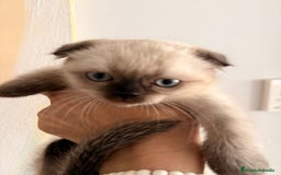 Scottish Fold gatos en venta: Scottish Fold Hembra - Imagen 3