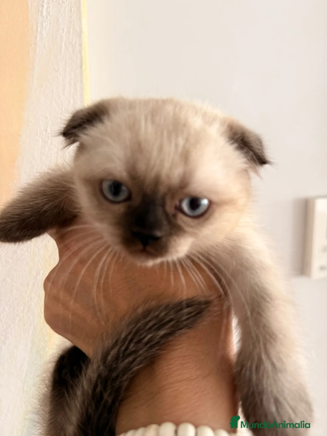 Scottish Fold gatos en venta: Scottish Fold Hembra - Anuncio 3