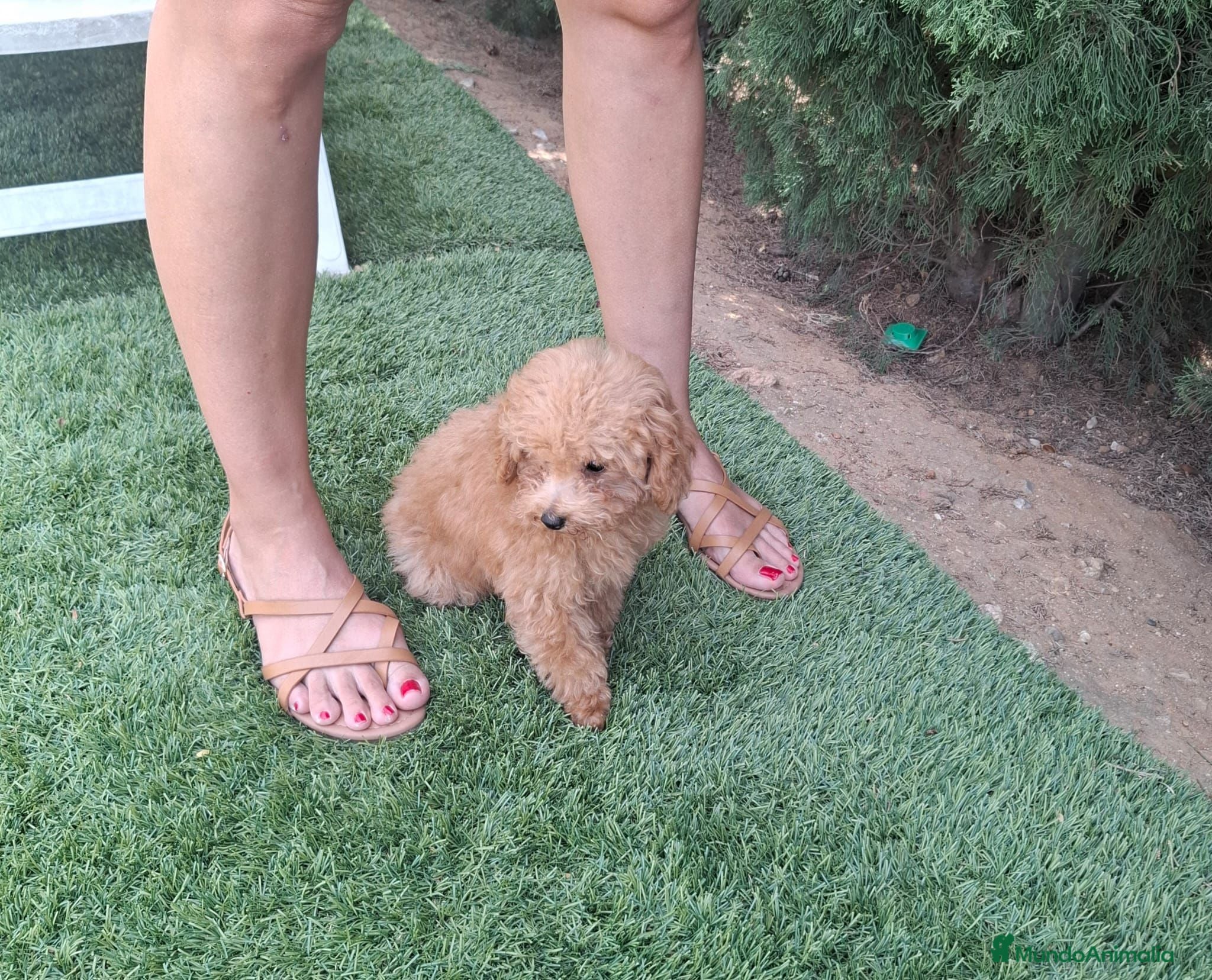 Caniche Toy perros Caniche toy macho - Anuncio 2