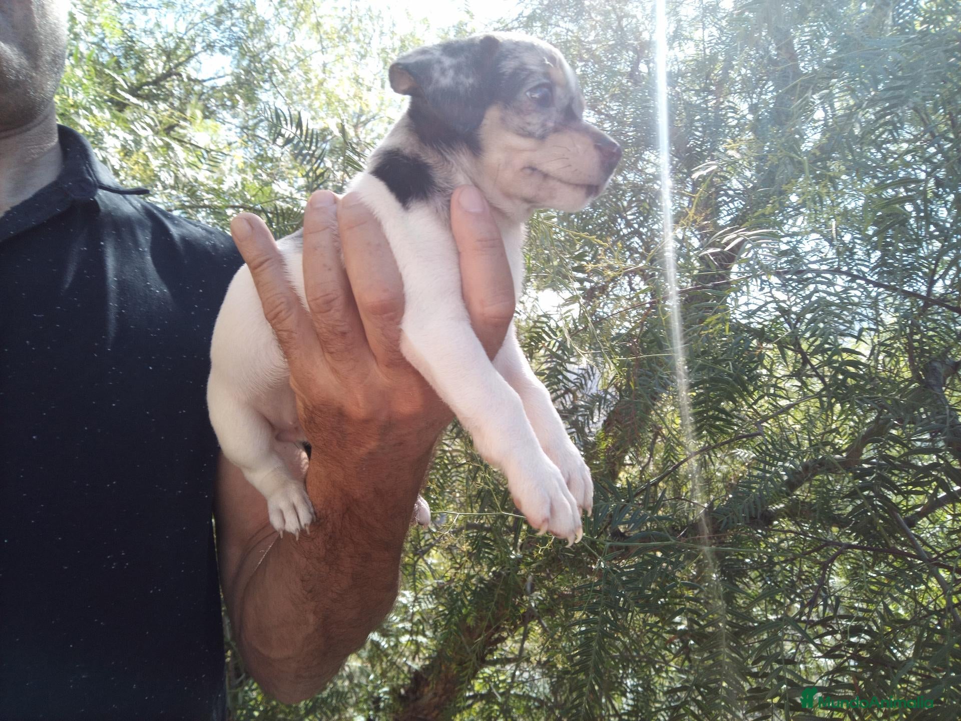 Chihuahua perros en venta: Hembra chihuahua Merle  - Anuncio 2