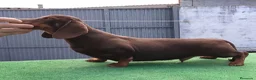 Teckel perros en venta: Cachorra de teckel  - Anuncio 4