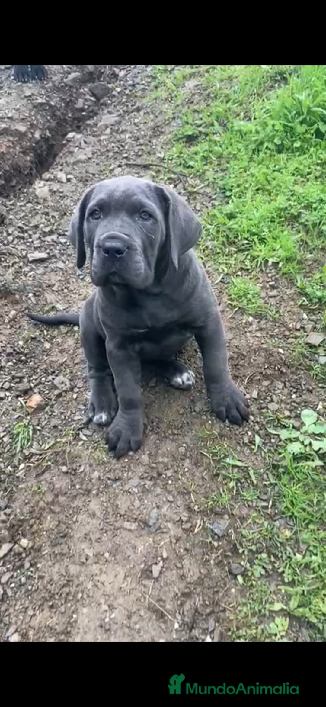 Cane Corso perros en venta: Cane Corso  - Anuncio 1