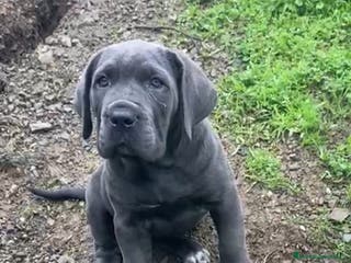 Cane Corso perros Cane Corso - Anuncio 1