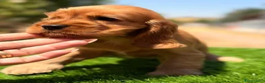 Cocker Spaniel Inglés 5