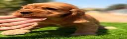 Cocker Spaniel Inglés perros en venta: COCKER INGLÉS NEGRO Y DORADO - Anuncio 2