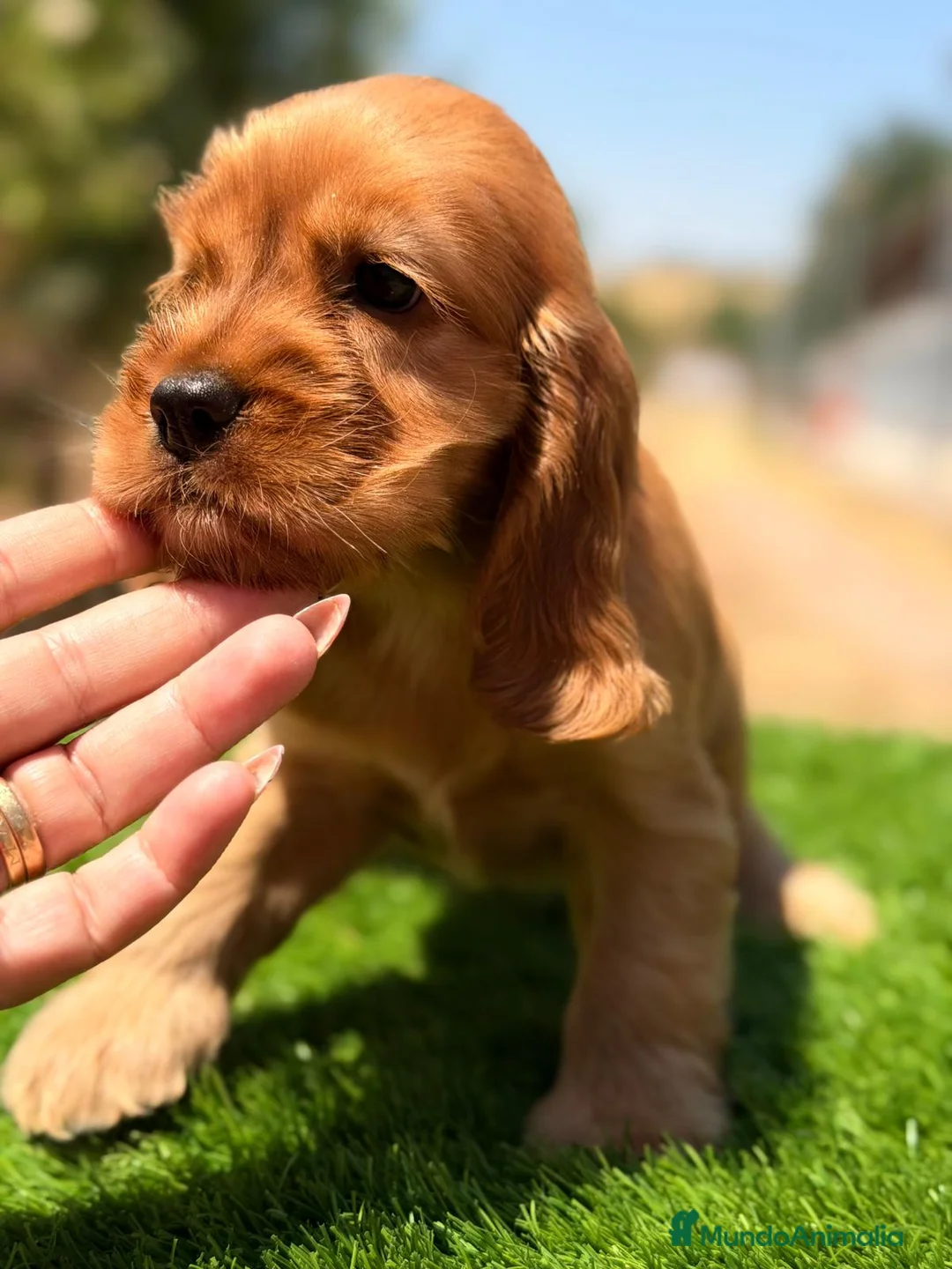 Cocker Spaniel Inglés perros en venta: COCKER INGLÉS NEGRO Y DORADO - Anuncio 2