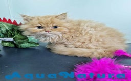Persa gatos en venta: Persa Macho Virgi 7734 AQUANATURA - Imagen 2