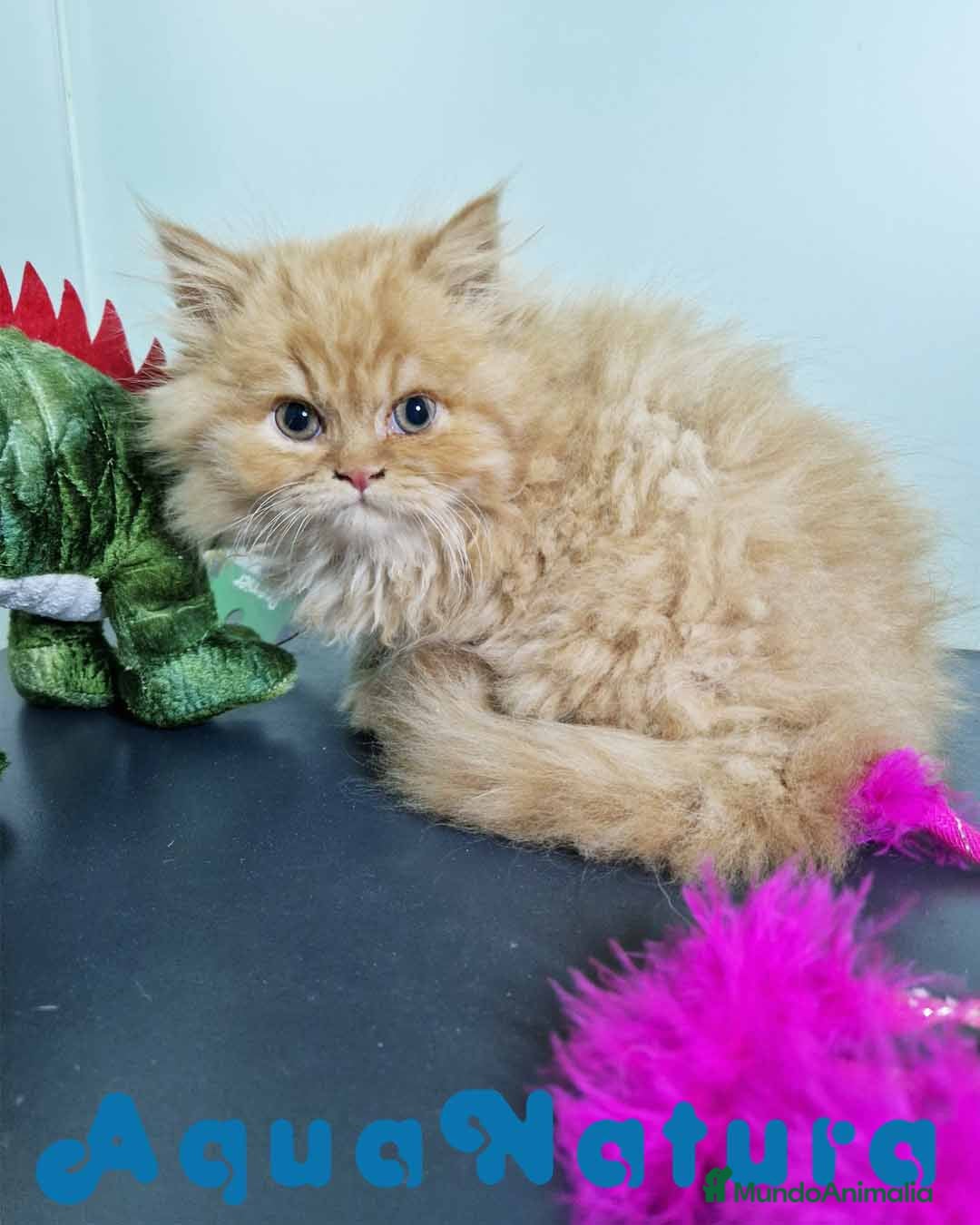 Persa gatos en venta: Persa Macho Virgi 7734 AQUANATURA - Imagen 2
