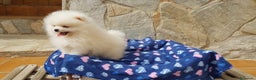 Pomerania perros en venta: Lulú de pomerania precioso en Barcelona - Anuncio 5